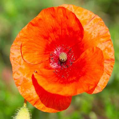 Make Mom happy with a Poppy Seed Cake